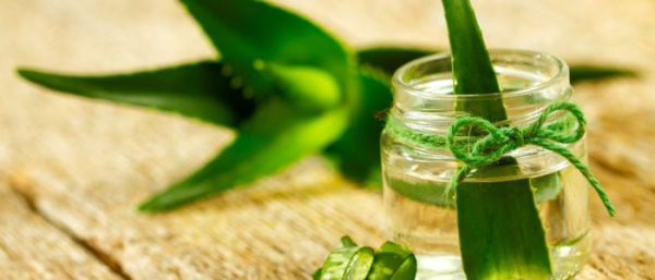 Алоэ и папилломы