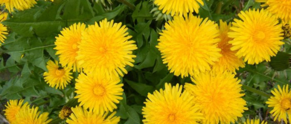 Одуванчики от пигментных пятен