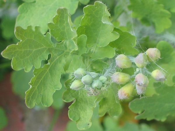 Лечение кератомы в домашних условиях