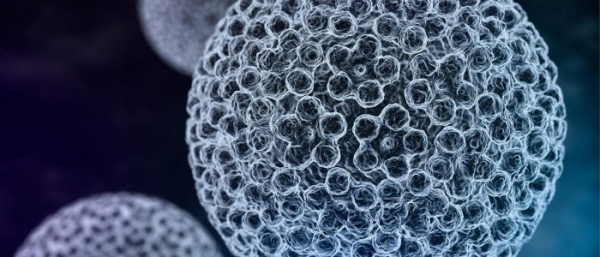 Типы вируса папилломы