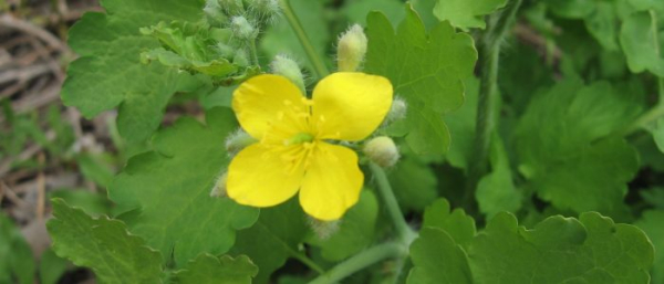 Чистотел от бородавок, папиллом и кондилом