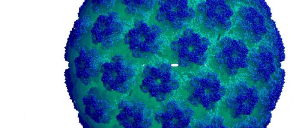 Вирус папилломы человека 52 типа