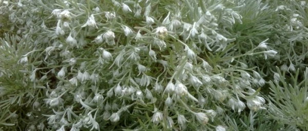 Полынь от папиллом