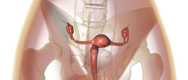 Чем отличается миома от фибромы матки?