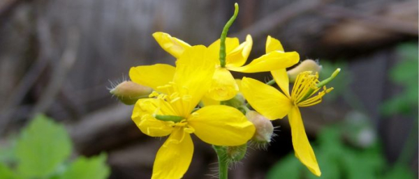 Чистотел и жировиков