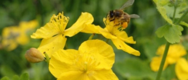 Чистотел против пигментных пятен